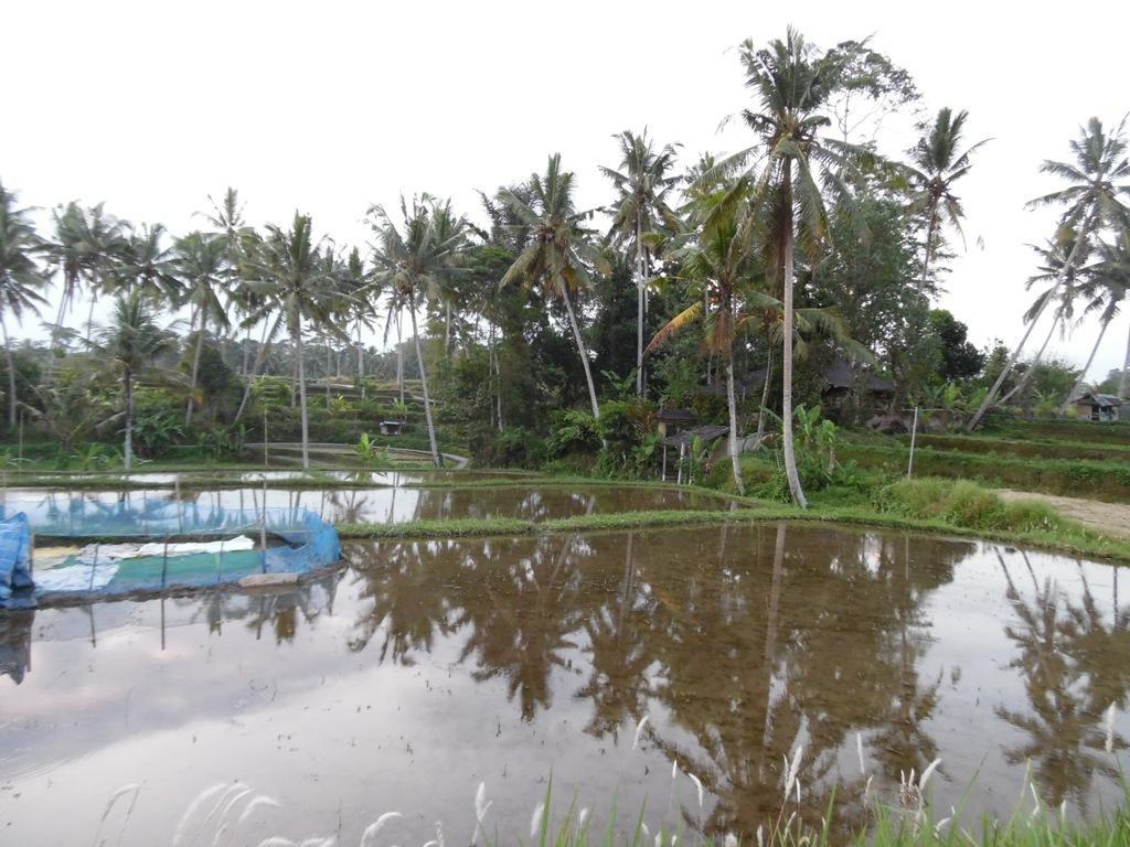 Mesari Hotel Ubud Ngoại thất bức ảnh