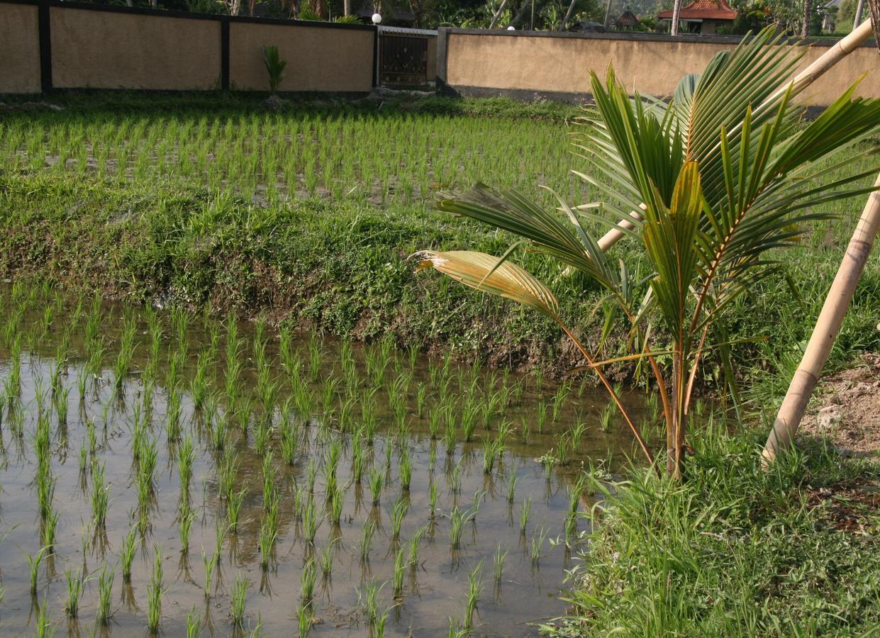 Mesari Hotel Ubud Ngoại thất bức ảnh